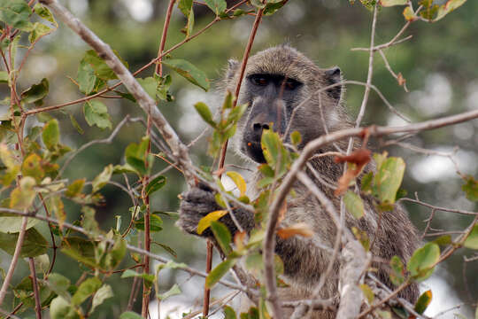 Image of Chacma Baboon