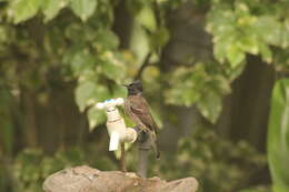 Image of Red-vented Bulbul