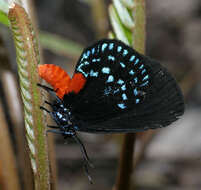 Слика од Eumaeus atala (Poey 1832)