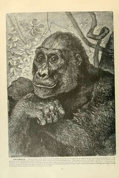 Image of Lowland Gorilla