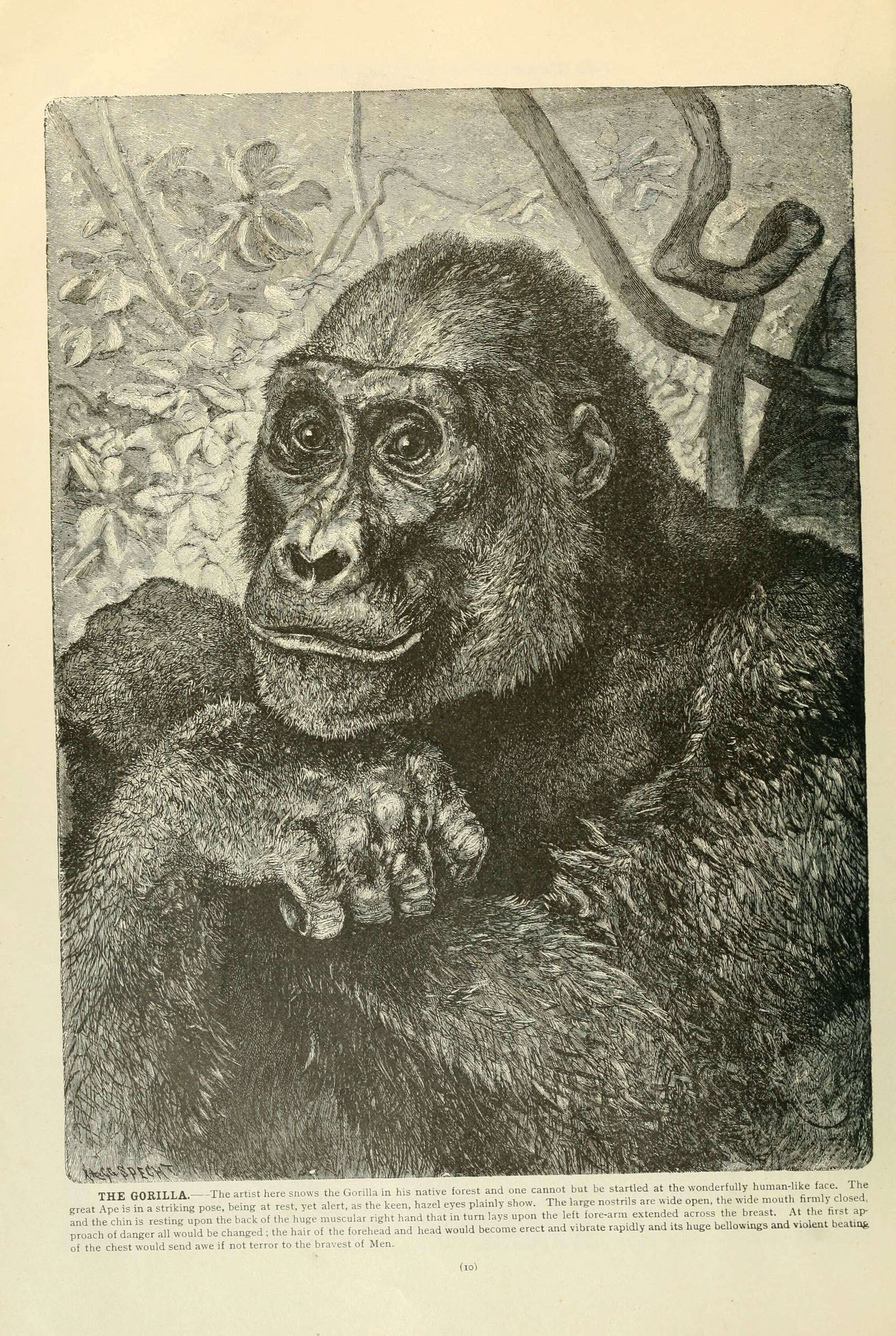 Image de gorille