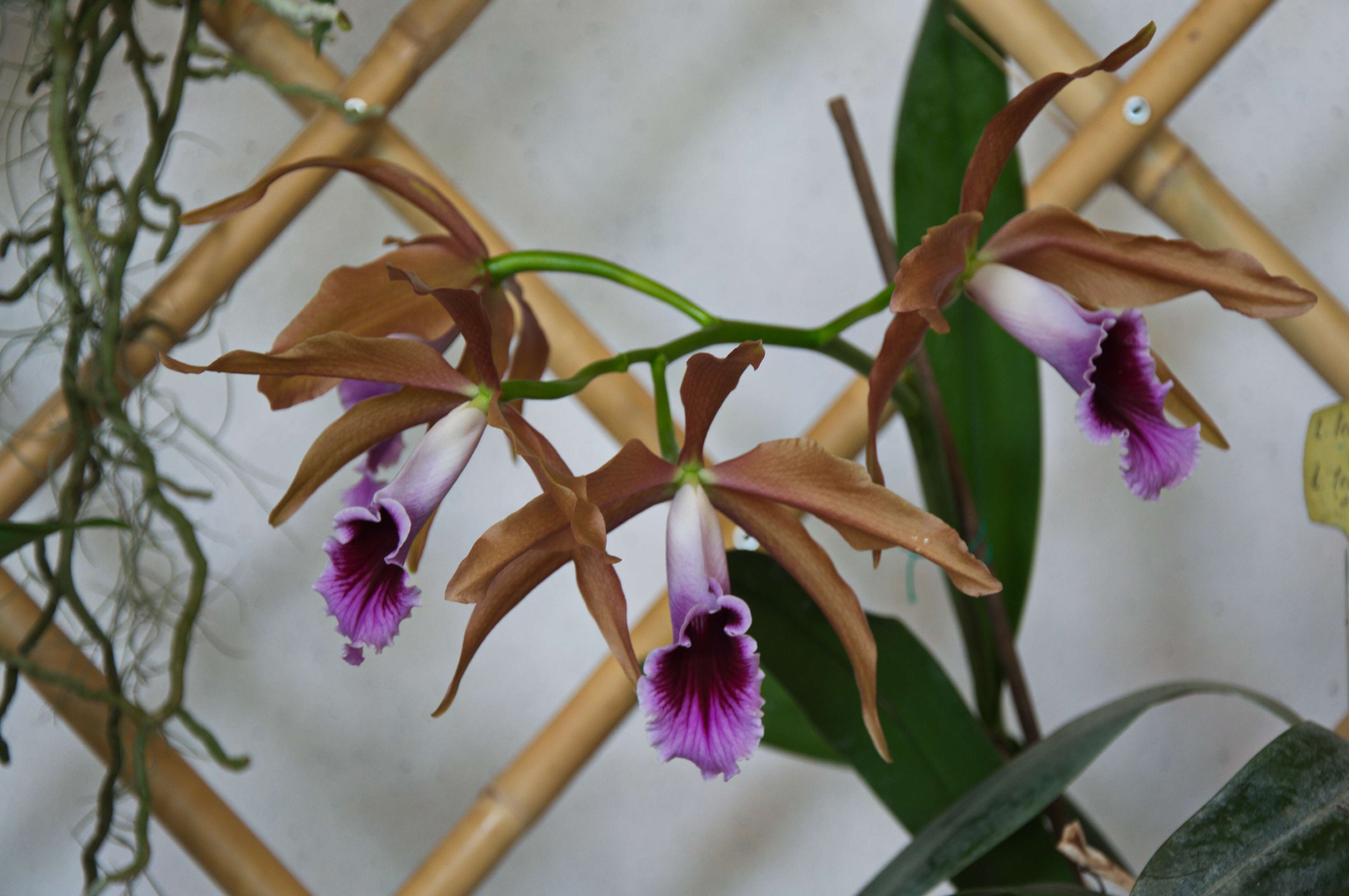 Imagem de Cattleya tenebrosa (Rolfe) A. A. Chadwick