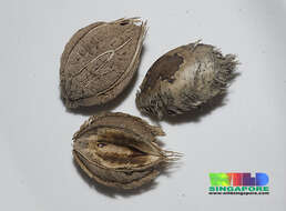 Image of tropical almond