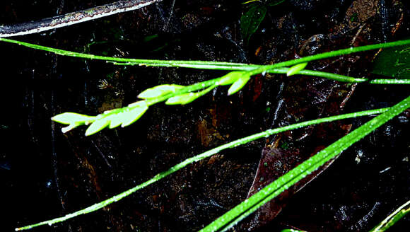 Imagem de Ichnanthus nemoralis (Schrad.) Hitchc. & Chase