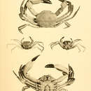 Image of Carcinoplax indica Doflein 1904