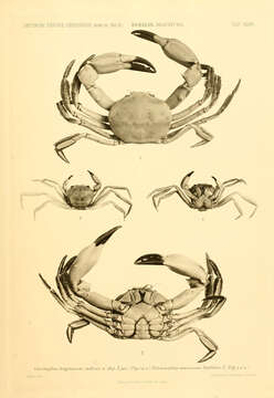 Image of Carcinoplax H. Milne Edwards 1852