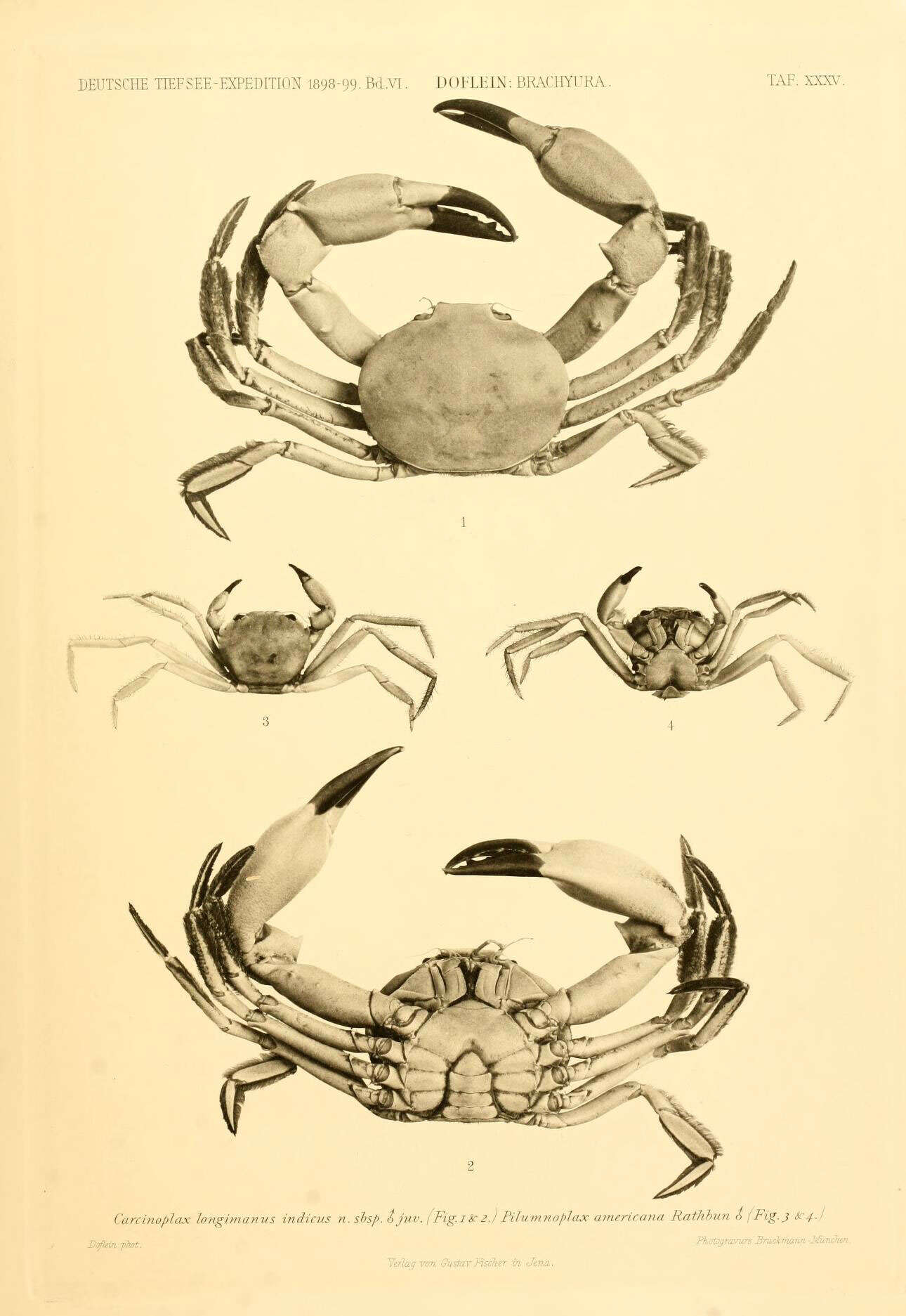 Plancia ëd Carcinoplax indica Doflein 1904