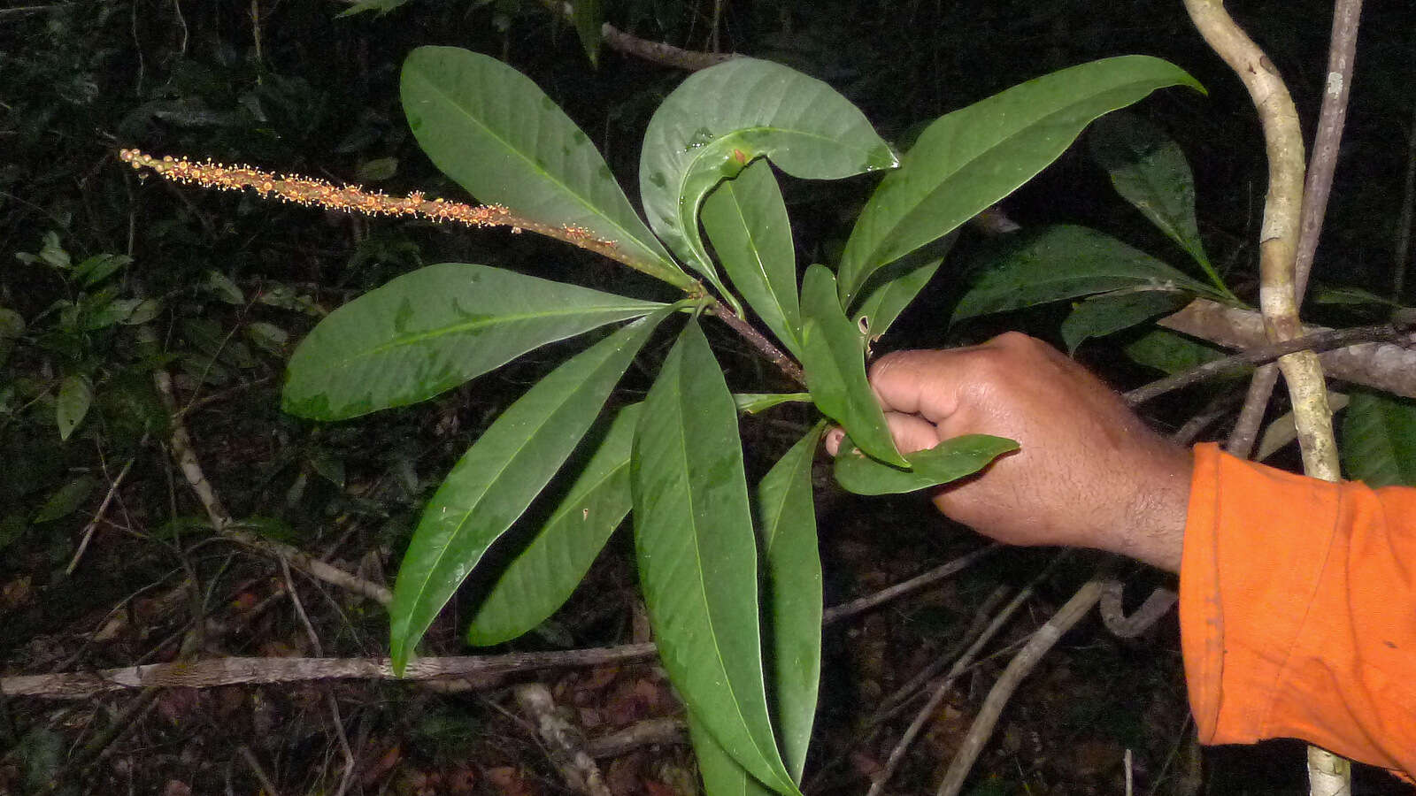 Pilocarpus resmi