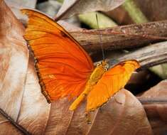 Dryas iuia resmi