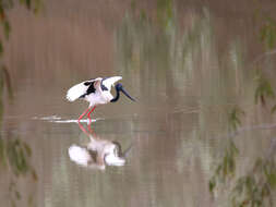 Imagem de Ephippiorhynchus asiaticus (Latham 1790)