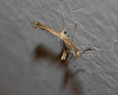 Image of Pterophoroidea