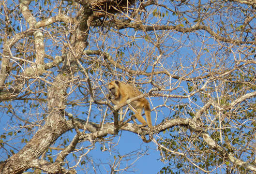 Image of Howler Monkeys