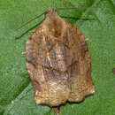 Image of Omnivorous Leafroller