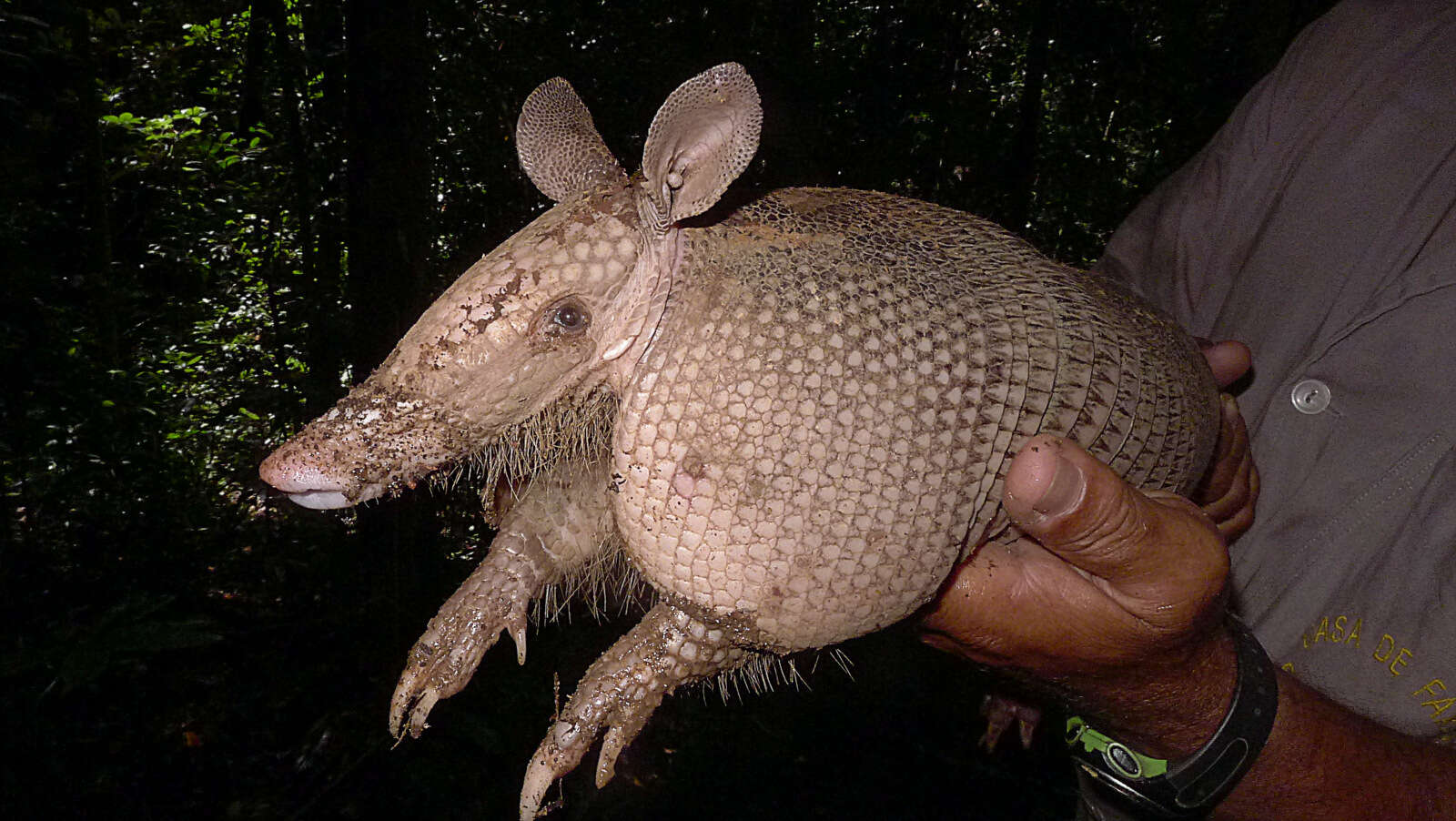 Armadillo resmi