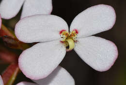 Image of Stylidium junceum R. Br.