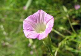 Image of crestrib morning-glory