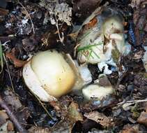 Image of Stinkhorn