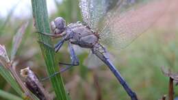 Image of Skimmers (Dragonflies)