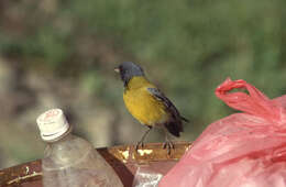 Image of Sierra finches