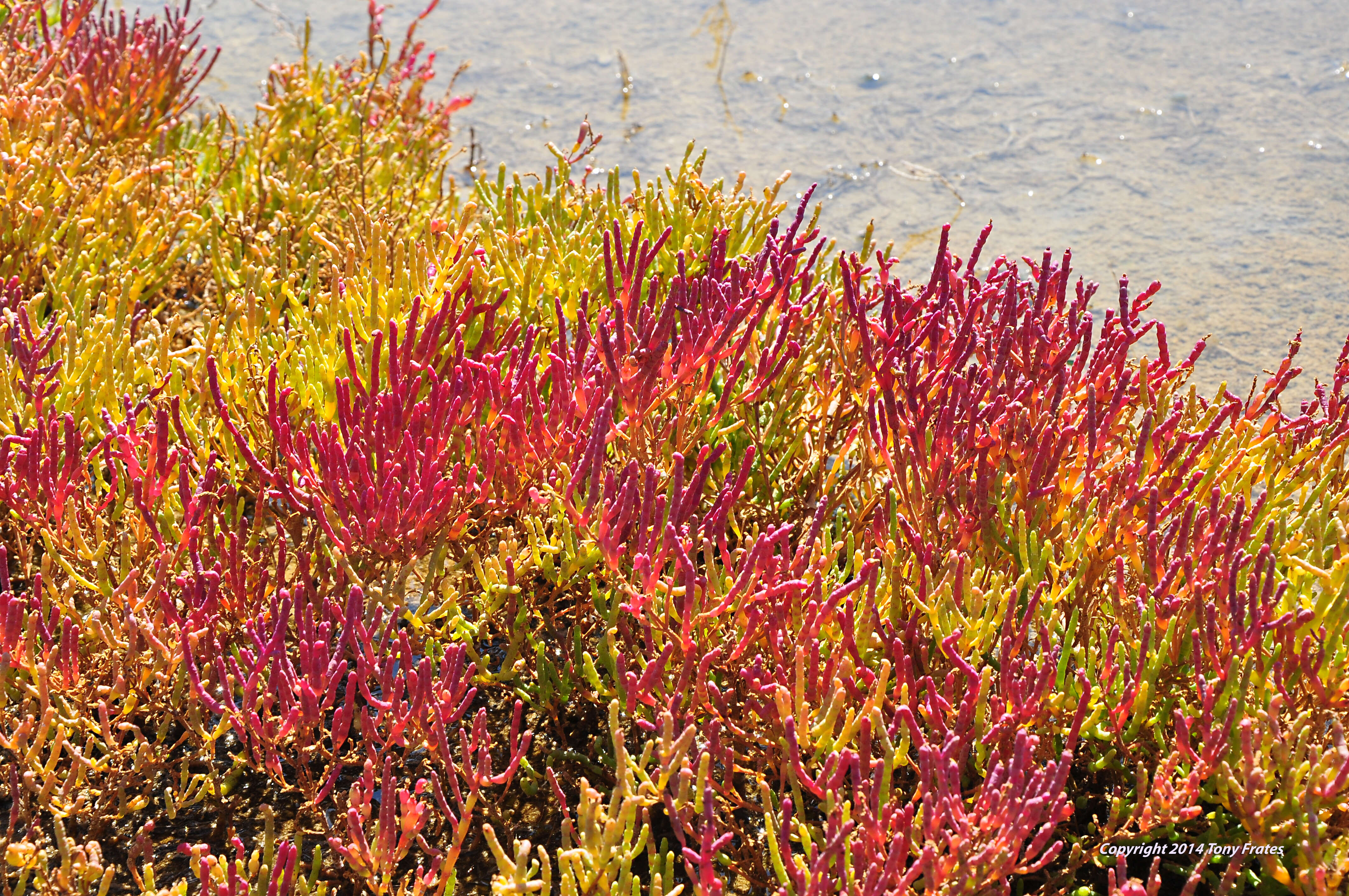 Image of Glasswort