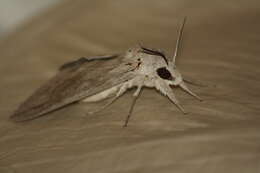 Image of Sphingidae