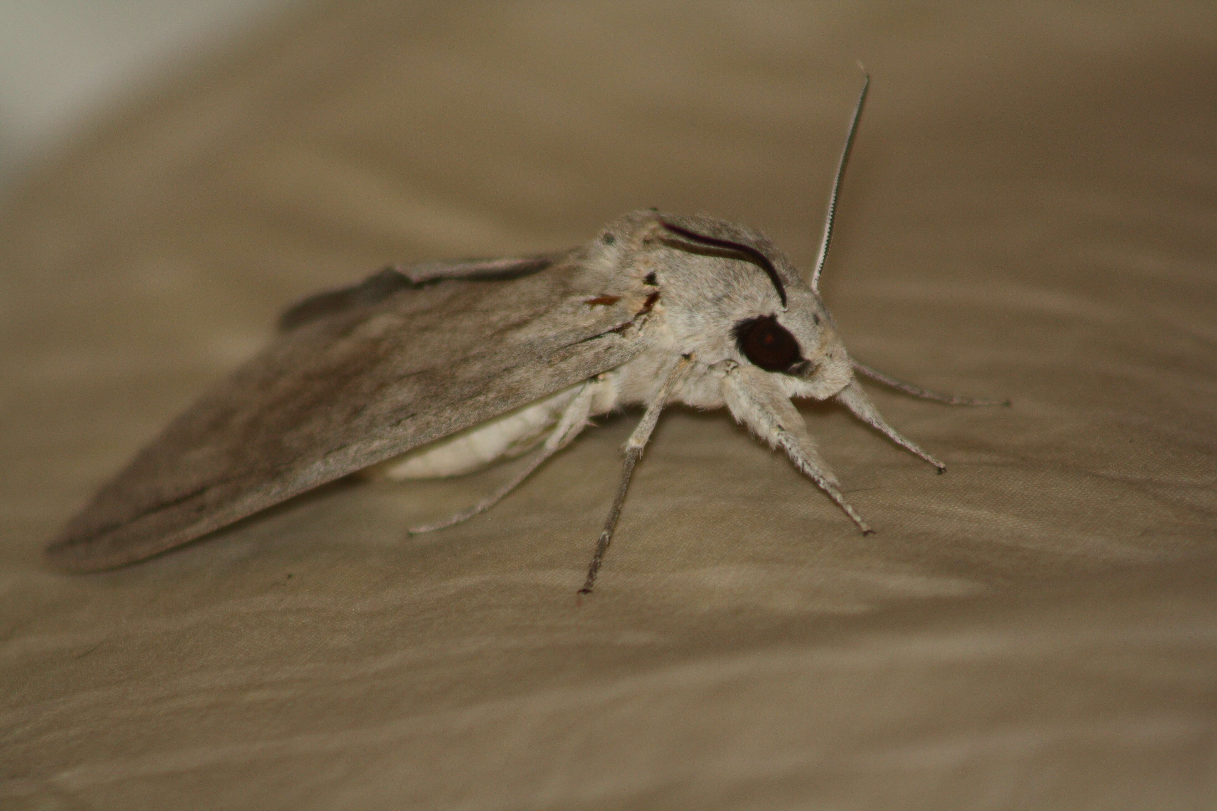 Image of Sphingidae