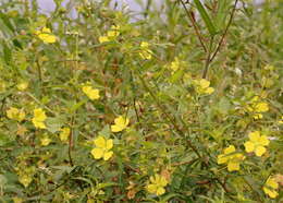 Plancia ëd Ludwigia octovalvis (Jacq.) Raven