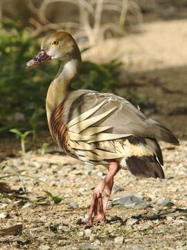 Image de Dendrocygne d'Eyton