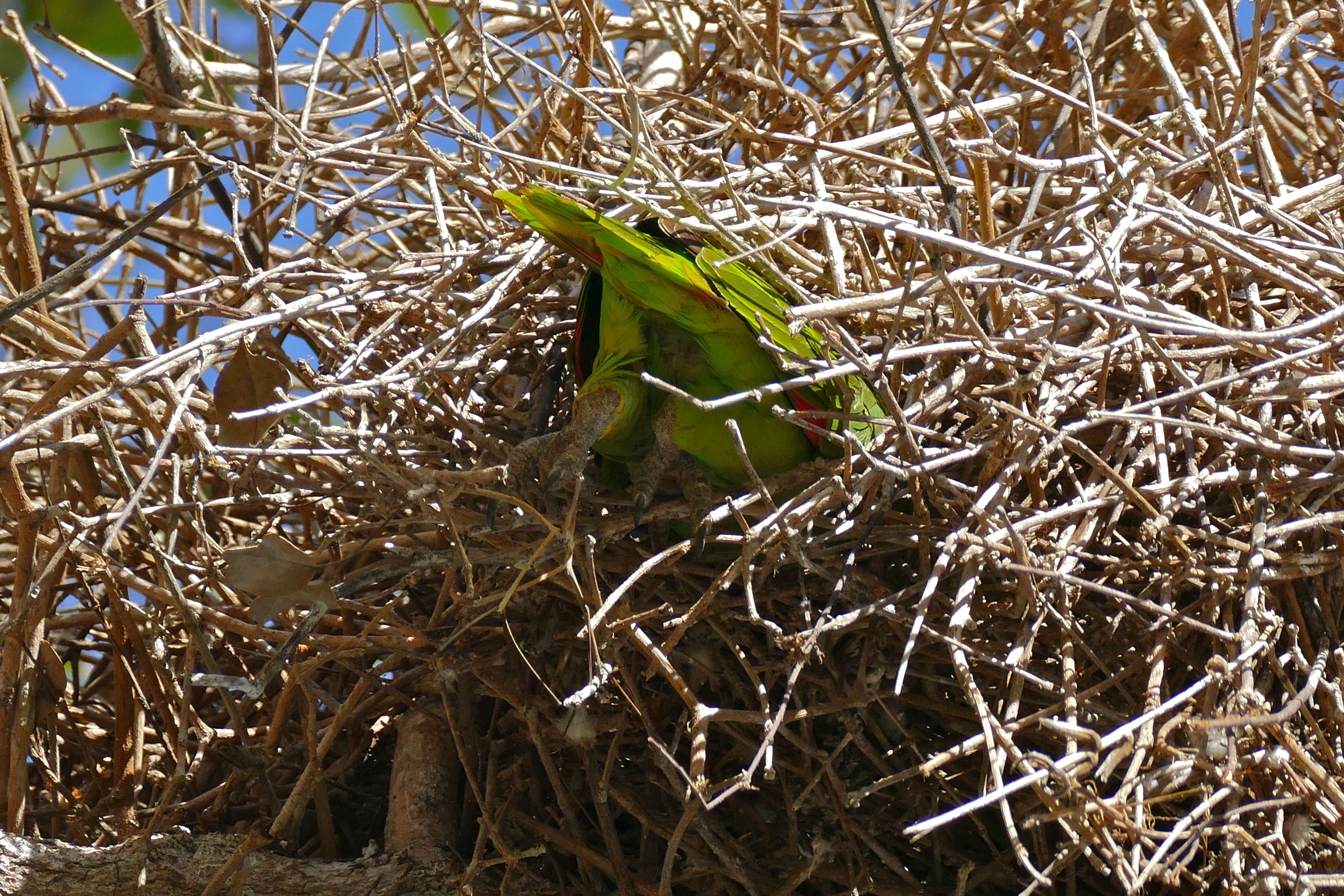 Image of Amazon parrots