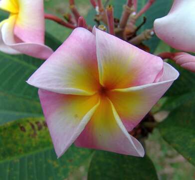 Image de Plumeria rubra L.