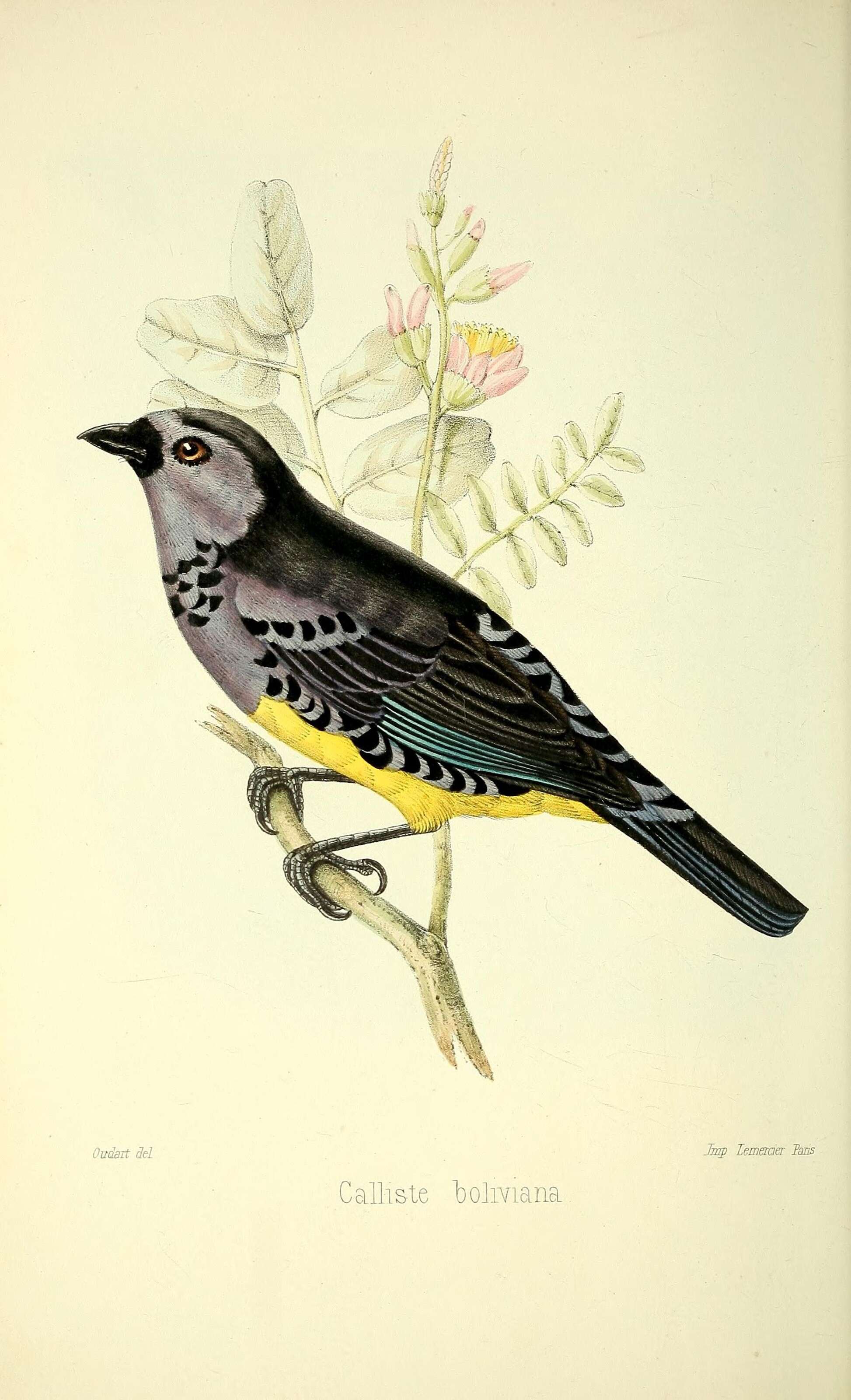 صورة Tangara mexicana boliviana (Bonaparte 1851)