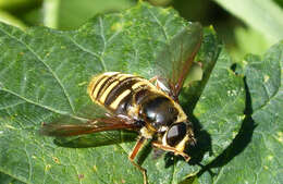 صورة Sericomyia silentis (Harris 1776)