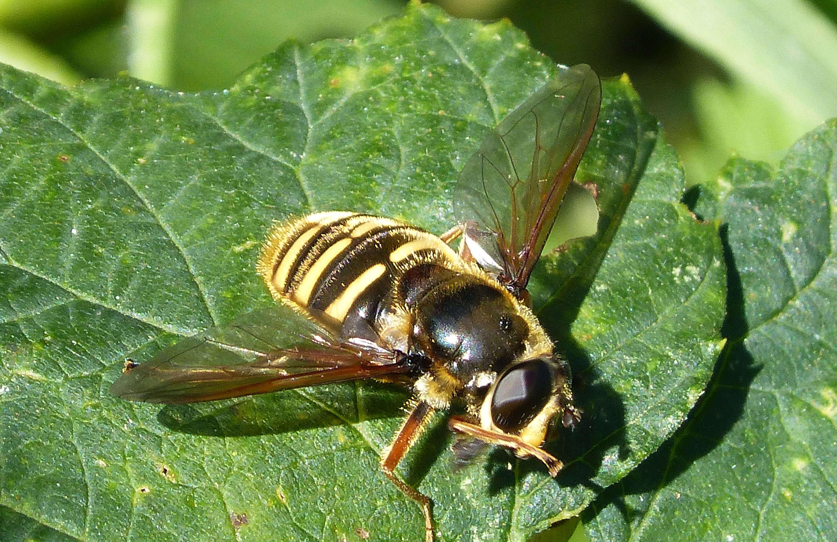 صورة Sericomyia silentis (Harris 1776)