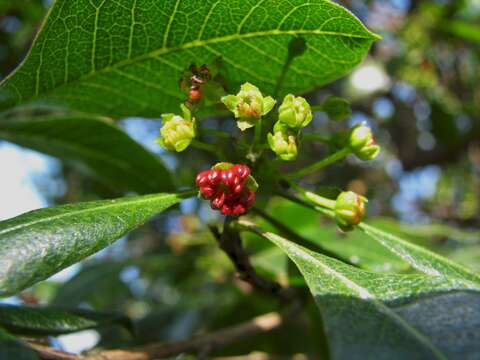 Image de bois de reinette