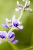 Image of slimflower scurfpea