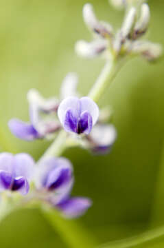 Imagem de Psoralea tenuiflora Pursh