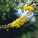 Plancia ëd Caesalpinia cacalaco Humb. & Bonpl.