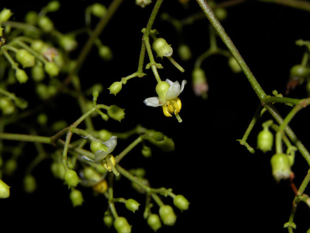 Image of Conostegia dissitiflora (Almeda) Kriebel