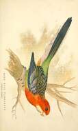 Image of Platycercus Vigors 1825