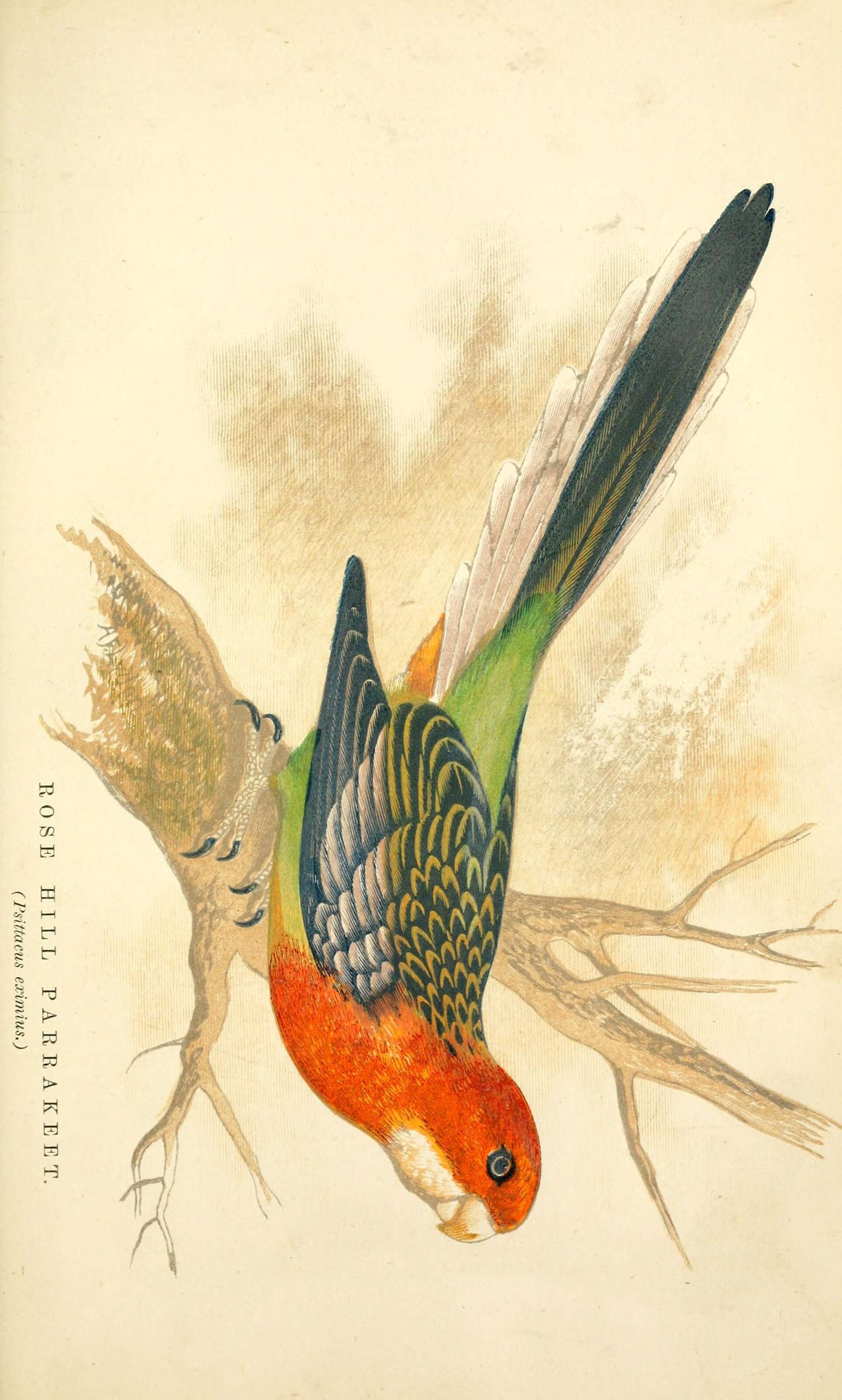 Image of Platycercus Vigors 1825