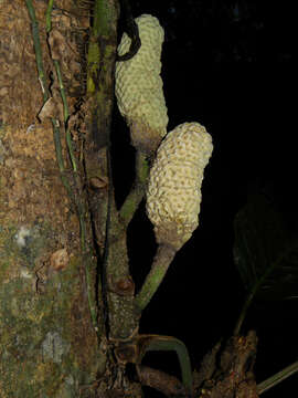 Image of Monstera dubia (Kunth) Engl. & K. Krause