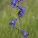 Image of Columbian monkshood