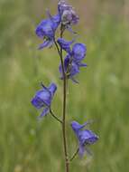 Image of Columbian monkshood