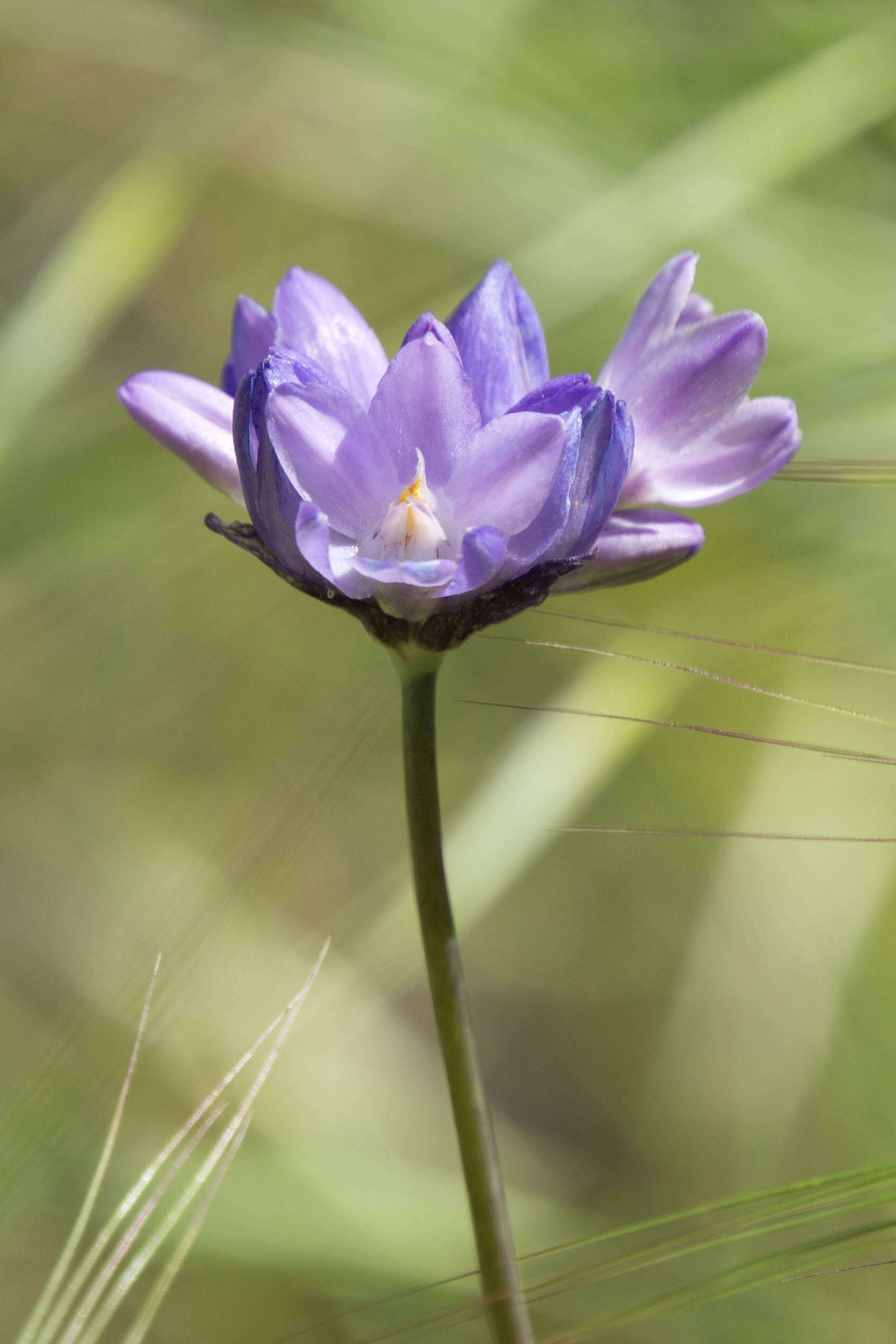 صورة Dichelostemma capitatum (Benth.) Alph. Wood