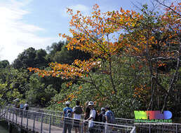 Image of tropical almond