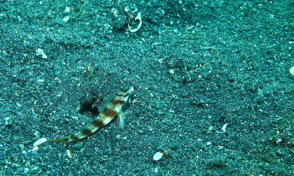 Image of Prawn-goby prawngoby shrimp-goby