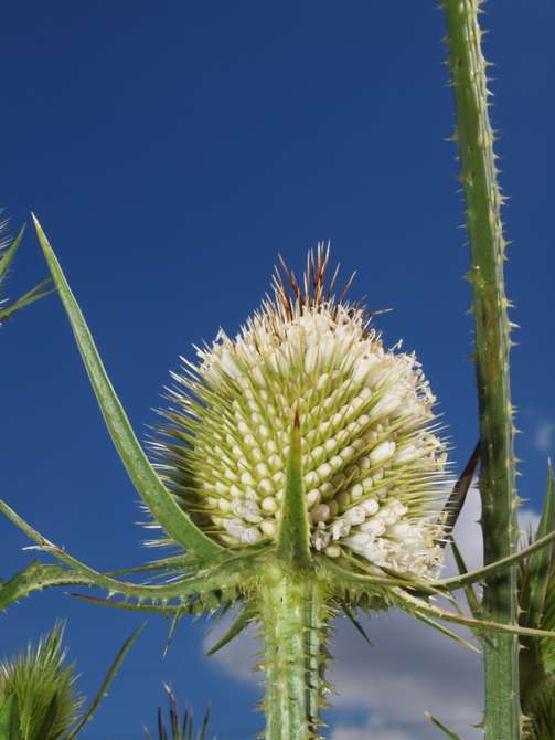 Image of teasel