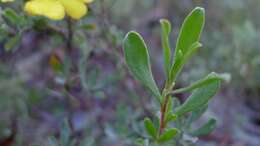 Image of Hibbertia obtusifolia DC.