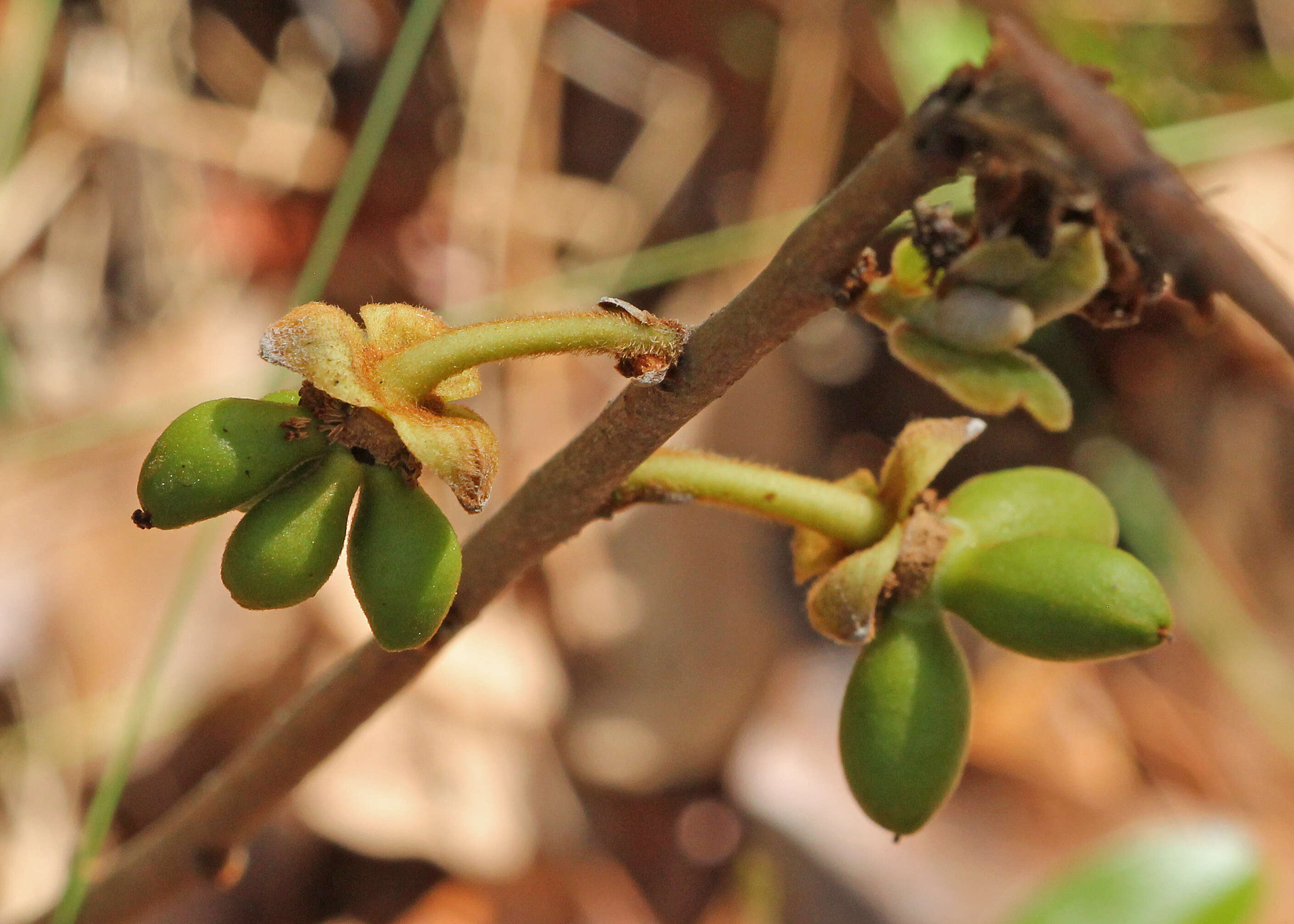 Image of netted pawpaw