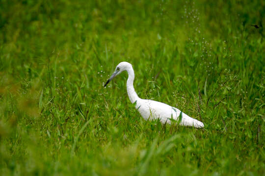 Image of Snowy Egret